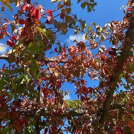 Campora House ゲストハウス